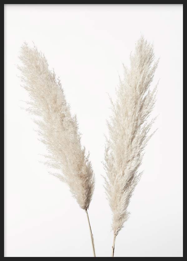 Cuadro de dos ramas de pampas beige y crema sobre fondo blanco, con composición ligera y estilo minimalista. Disponible en kudeko.com