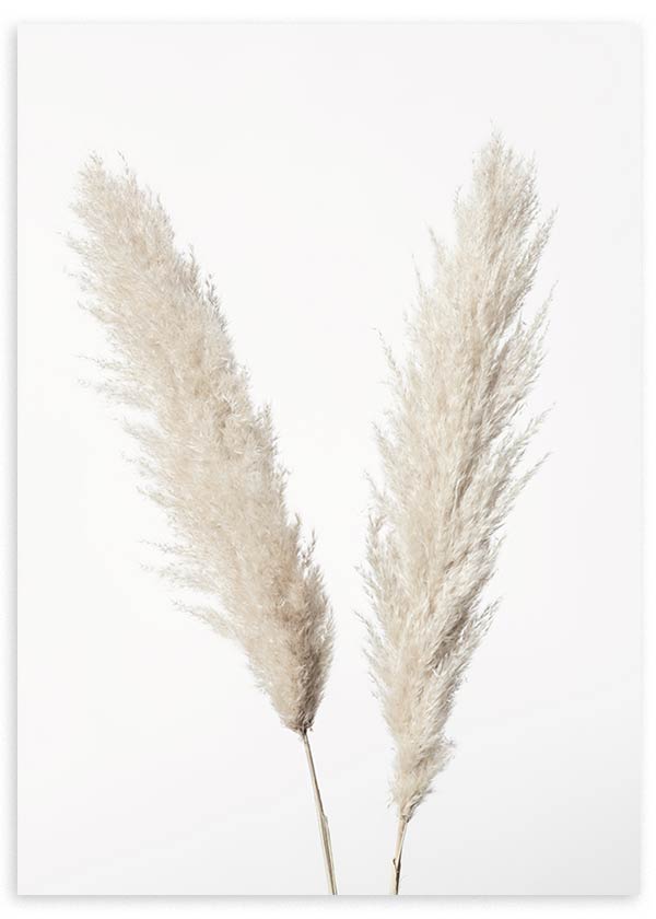 Cuadro de dos ramas de pampas beige y crema sobre fondo blanco, con composición ligera y estilo minimalista. Disponible en kudeko.com