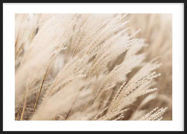 Cuadro horizontal de pampas secas con espigas suaves en tonos beige, crema y arena, composición natural de estilo fotográfico. Disponible en kudeko.com
