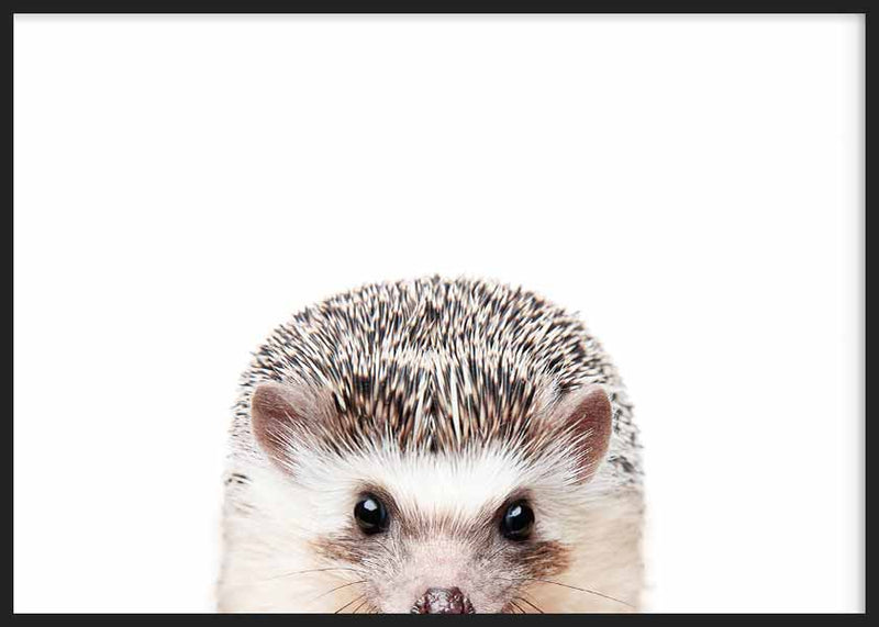Peeking Hedgehog