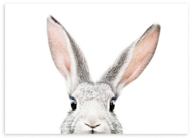 Tableau horizontal avec lapin gris clair apparaissant en bas, longues oreilles rosées, yeux foncés brillants, fond blanc épuré et style animalier délicat. Disponible sur kudeko.com