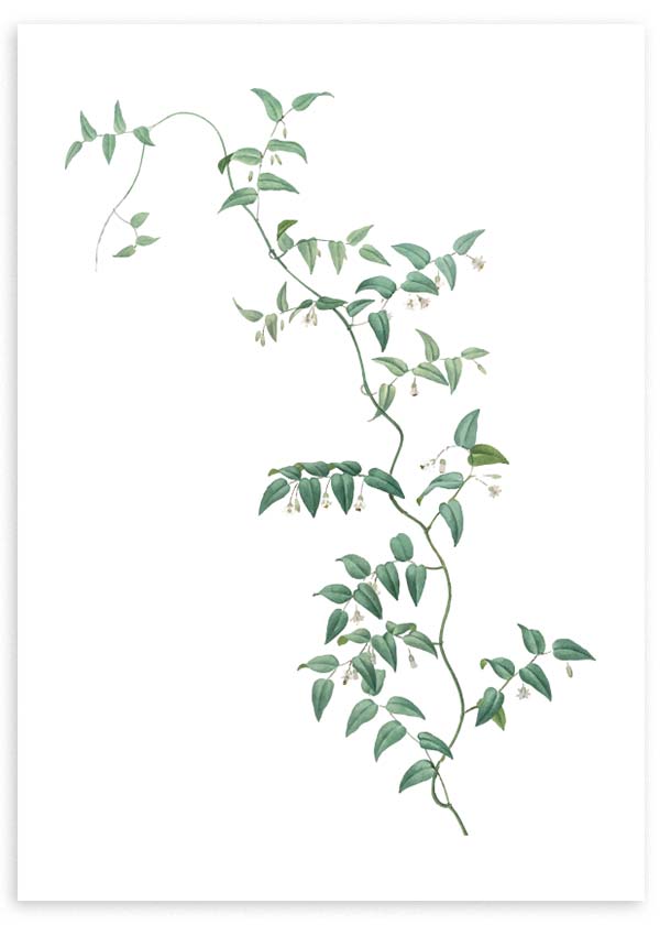 Cuadro de rama trepadora con hojas verdes suaves, tallo fino, pequeñas flores blancas y fondo claro, de estilo floral. Disponible en kudeko.com