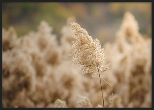Quadro horizontal com cana silvestre bege em primeiro plano, rodeada por juncos desfocados em tons de creme e castanho suave, com estilo fotográfico natural e sereno. Disponível em kudeko.com