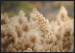 Horizontales Wandbild mit beigem wildem Schilfrohr im Vordergrund, umgeben von unscharfen Binsen in Creme und sanftem Braun, im natürlichen fotografischen Stil. Erhältlich auf kudeko.com