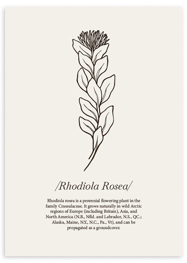 lámina decorativa ilustración de flor Rodiola minimalista sobre fondo beige