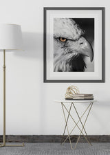 Decoración con cuadros, ideas -  cuadro de fotografía de águila salvaje en blanco y negro. Lámina decorativa de águila salvaje. Animales.