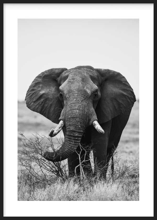 Salvaje Elefante