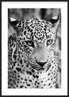 Tableau avec portrait frontal de guépard en noir et blanc, regard intense, pelage tacheté détaillé et style photographique élégant et contemporain. Disponible sur kudeko.com