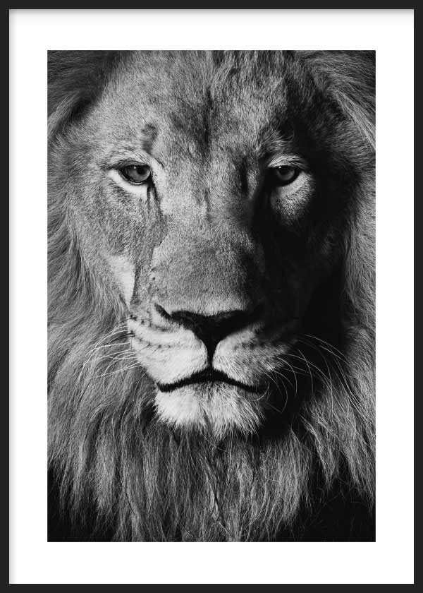 Salvaje León