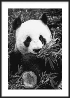 Cuadro de panda entre hojas de bambú, en tonos blanco, negro y grises, con composición de alto contraste y estilo animales. Disponible en kudeko.com