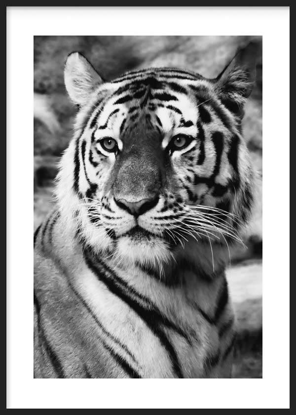 Salvaje Tigre