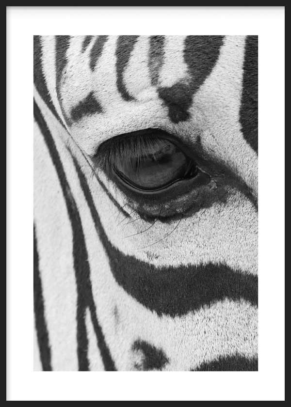 Salvaje Zebra