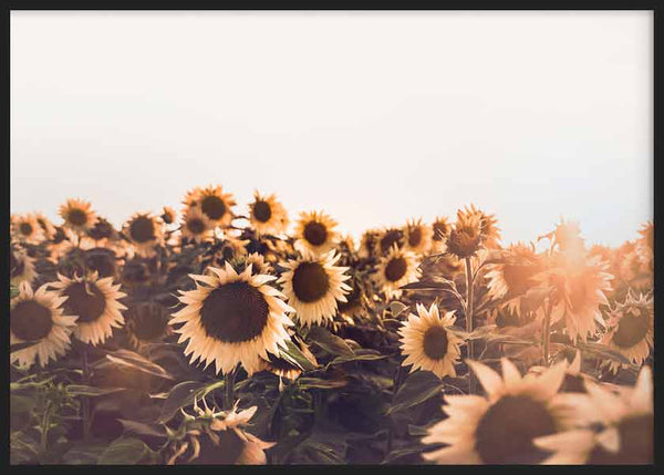 Cuadro horizontal de campo de girasoles bajo luz cálida de atardecer, con flores doradas, centros marrones, hojas verdes y estilo naturaleza y paisajes. Disponible en kudeko.com