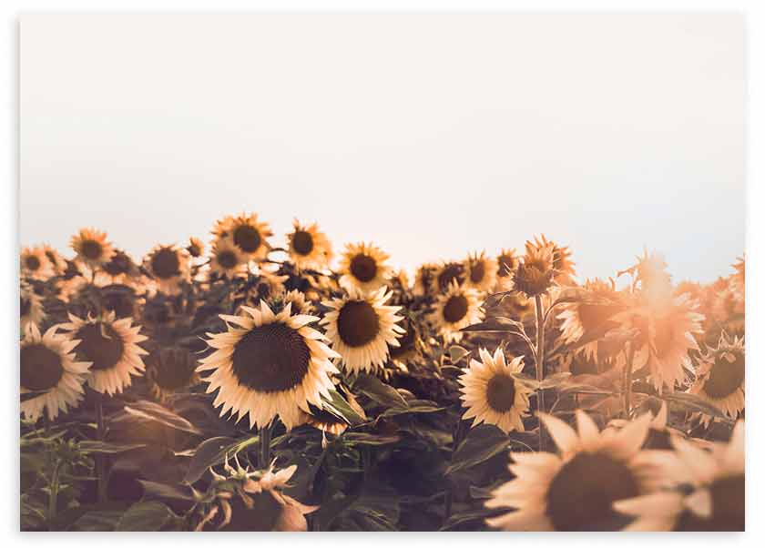 Tableau horizontal avec champ de tournesols sous une lumière chaude de fin de journée, fleurs dorées, cœurs bruns, feuillage vert profond et style nature paysage romantique. Disponible sur kudeko.com