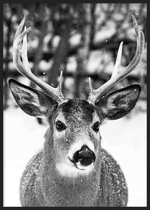 Wandbild mit Hirsch in Nahaufnahme, großem Geweih, Schnee auf dem Fell, unscharfem Waldhintergrund, Schwarz-Weiß-Tönen und natürlichem Fotostil. Erhältlich auf kudeko.com