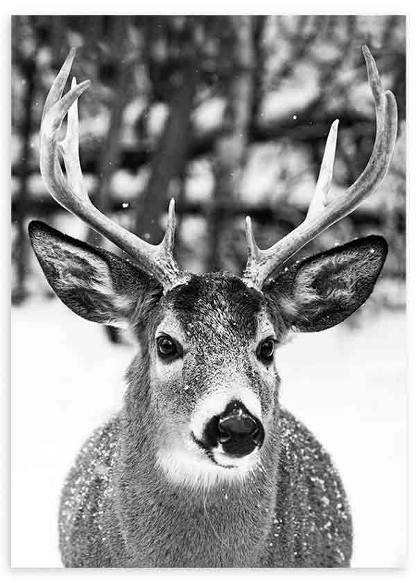 lámina decorativa fotográfica en blanco y negro de animal ciervo en un bosque con nieve - kudeko