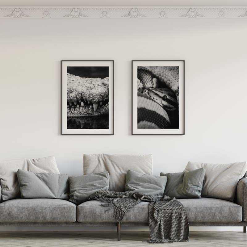 Decoración con cuadros, mural -  cuadro fotografía de serpiente pitón en blanco y negro. Lámina decorativa de foto de serpiente pitón.